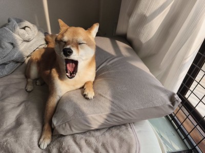 あくび