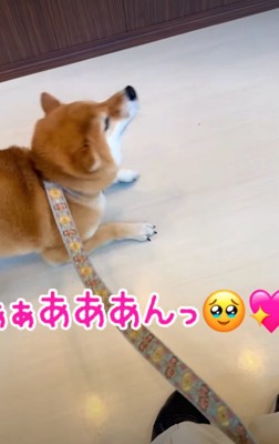 後ずさりする柴犬2