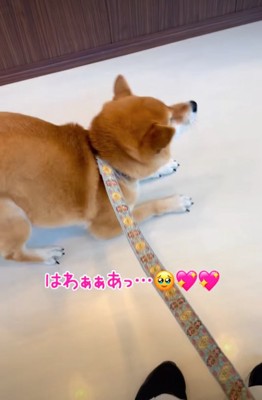 後ずさりする柴犬