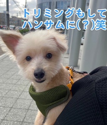 トリミングで変身！！