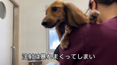 注射が嫌で大暴れ！