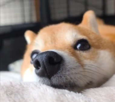 甘えん坊