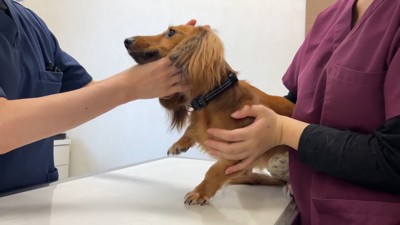 チョコちゃんはものすごく逃げ腰