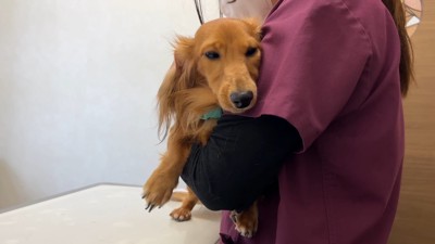 プルプル震えるモナカちゃん