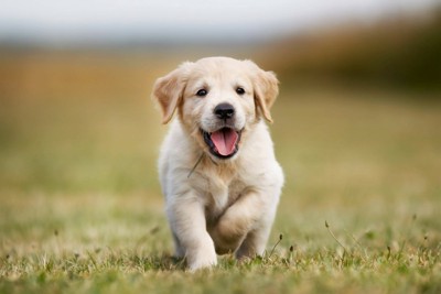 笑顔で近寄ってくる子犬