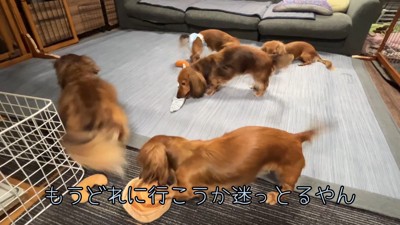 新しいおもちゃに大喜び♪