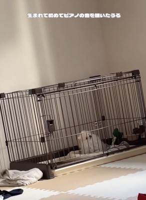 可愛すぎます…!