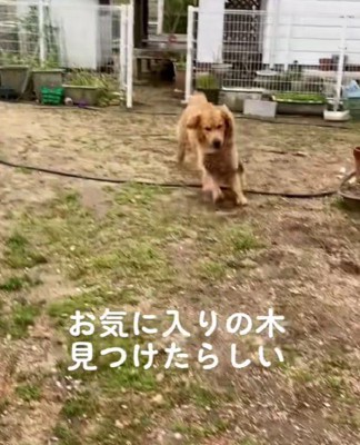 お気に入りの木をゲット