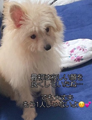 最初のころのこてつくん
