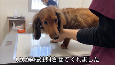 しょんぼり顔で頑張った父犬・ぱぴこ君