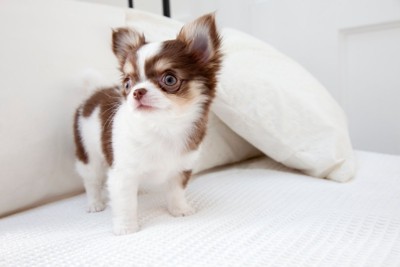 ソファの上の子犬