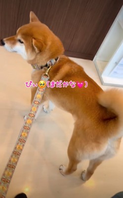 ソワソワする柴犬