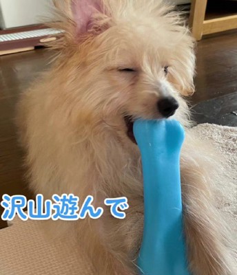 遊びもたくさんした
