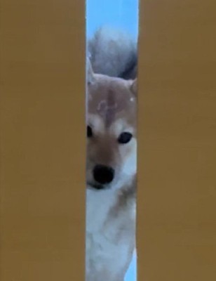 「行かないで」