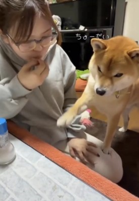 前足でちょうだい
