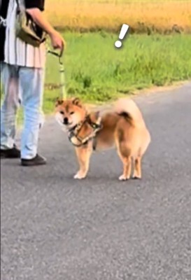 こちらを見る犬2