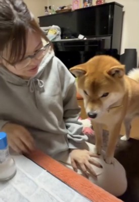 テーブルを見つめる犬
