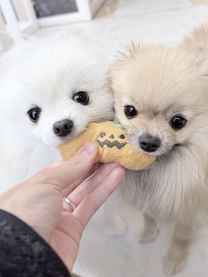 おもちゃ