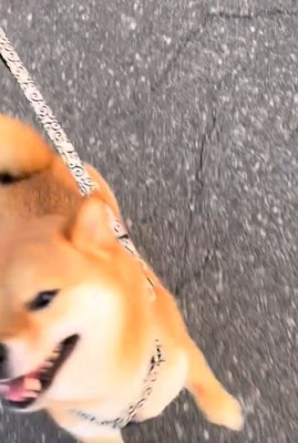 喜ぶ犬3