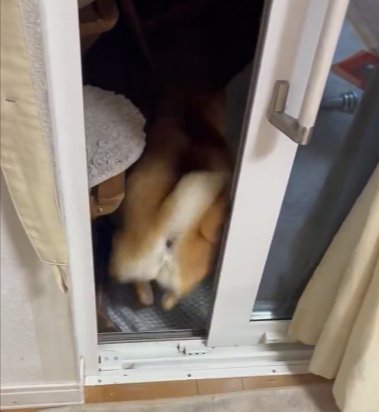 コント