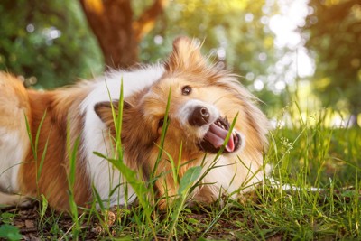 散歩する犬