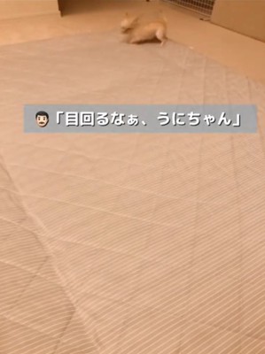 走る犬4