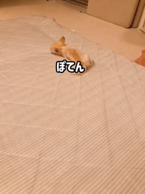 寝転ぶ犬2