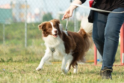 犬の学校