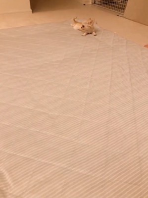横を向く犬