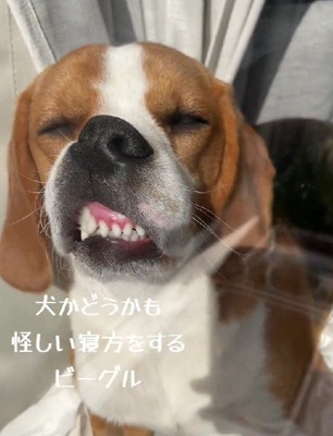 犬に見えない…!?