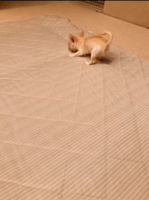 起き上がる犬