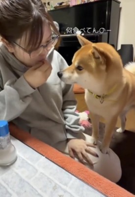 食べるフリをする飼い主