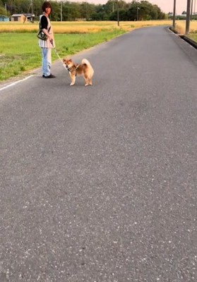 こちらを見る犬3