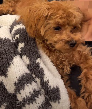 ママに甘える子犬の出(いずる)ちゃん