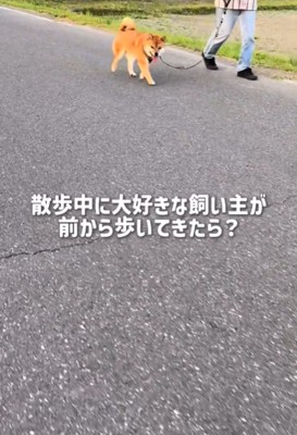 歩く犬1