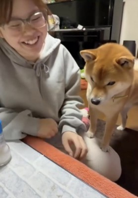 爆笑する飼い主