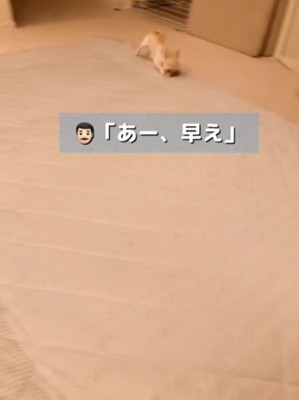 走る犬3