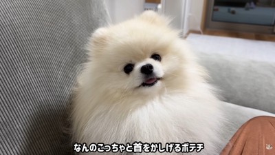 首を傾げてすっとぼけています！
