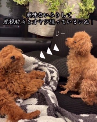 おやつを監視する出ちゃん