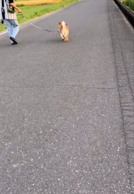 犬の後ろ姿