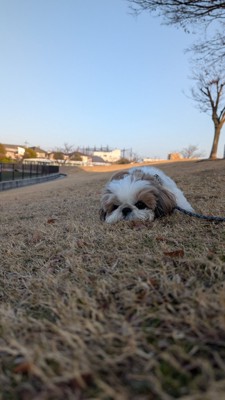 限界