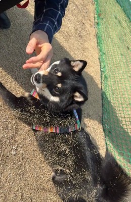 カメラ目線の音色ちゃん