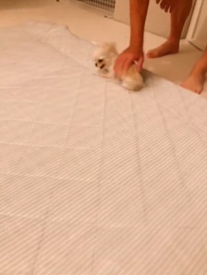 なでられる犬