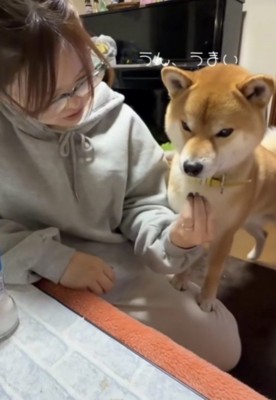 おいしそうな表情の犬