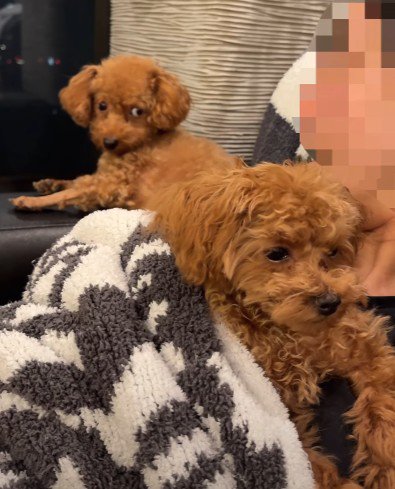 先輩犬の雲ちゃんがジロリ…！