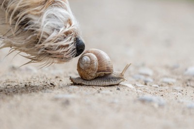 犬とカタツムリ