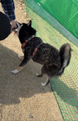 手にじゃれつく音色ちゃん