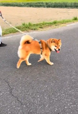 こちらを見る犬1