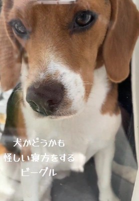 日向ぼっこ中のレイくん