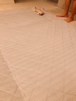 うつ伏せになる犬
